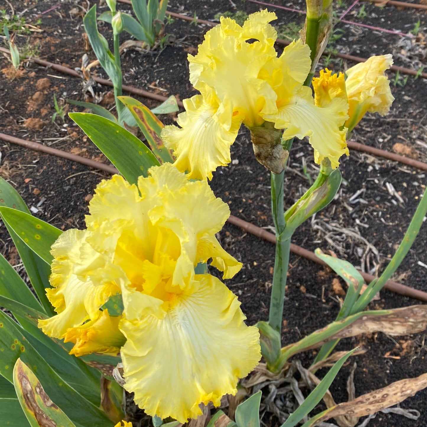 Dancing in Lemon - Tall Bearded Iris