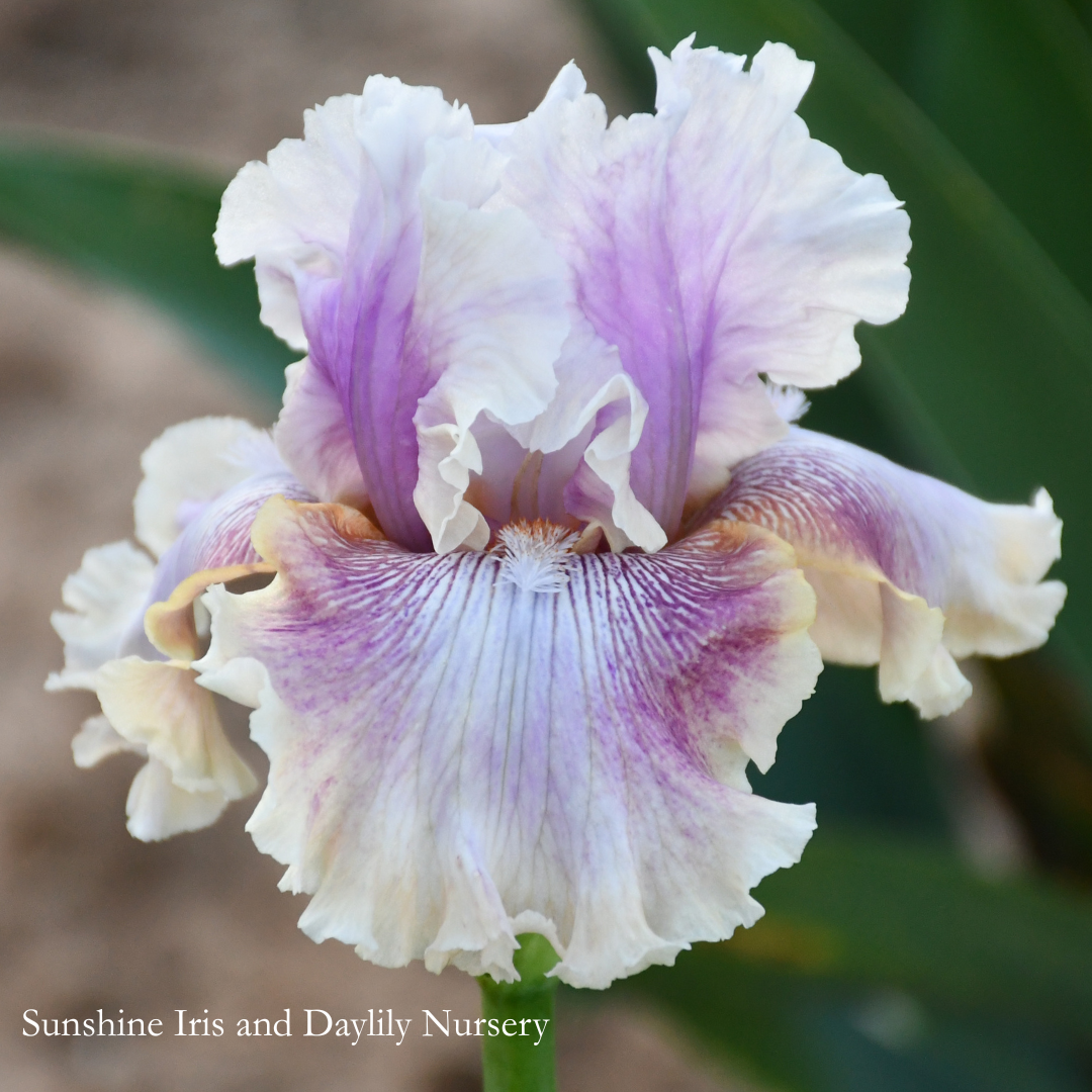 Die Laughing - Tall Bearded Iris