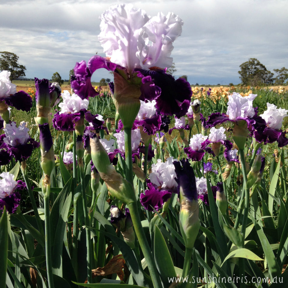 Dinner Talk - Tall Bearded Iris