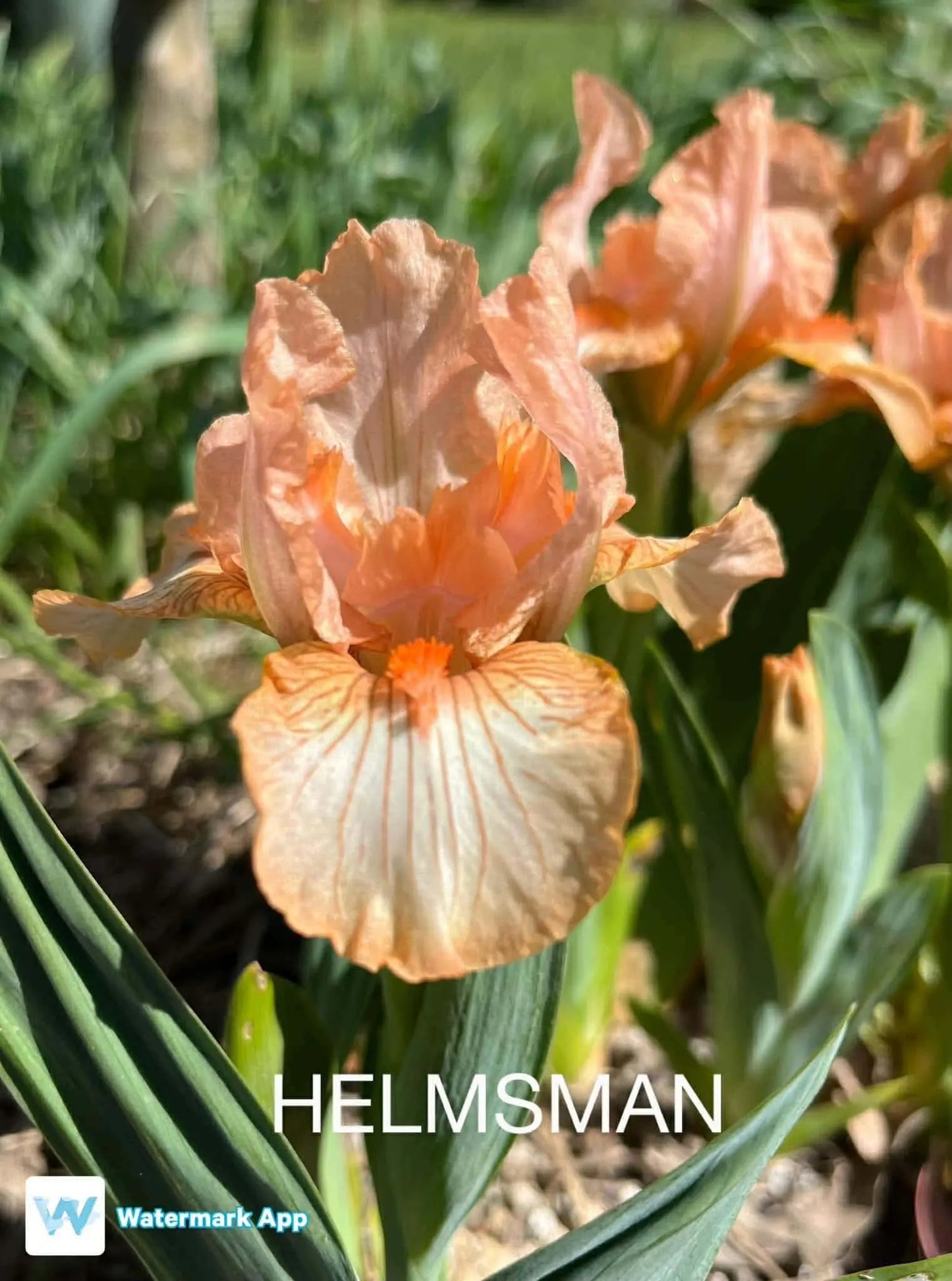 Helmsman - Dwarf Bearded Iris Sunshine Iris Nursery