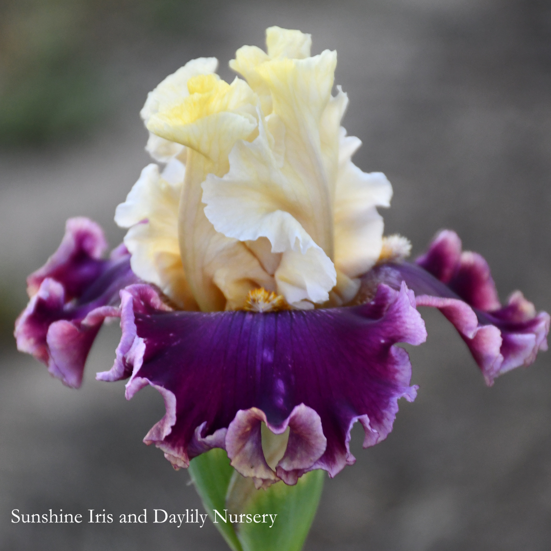 Edge of Happiness - Tall Bearded Iris