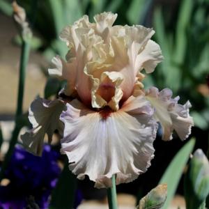 Enter The Dragon - Tall Bearded Iris
