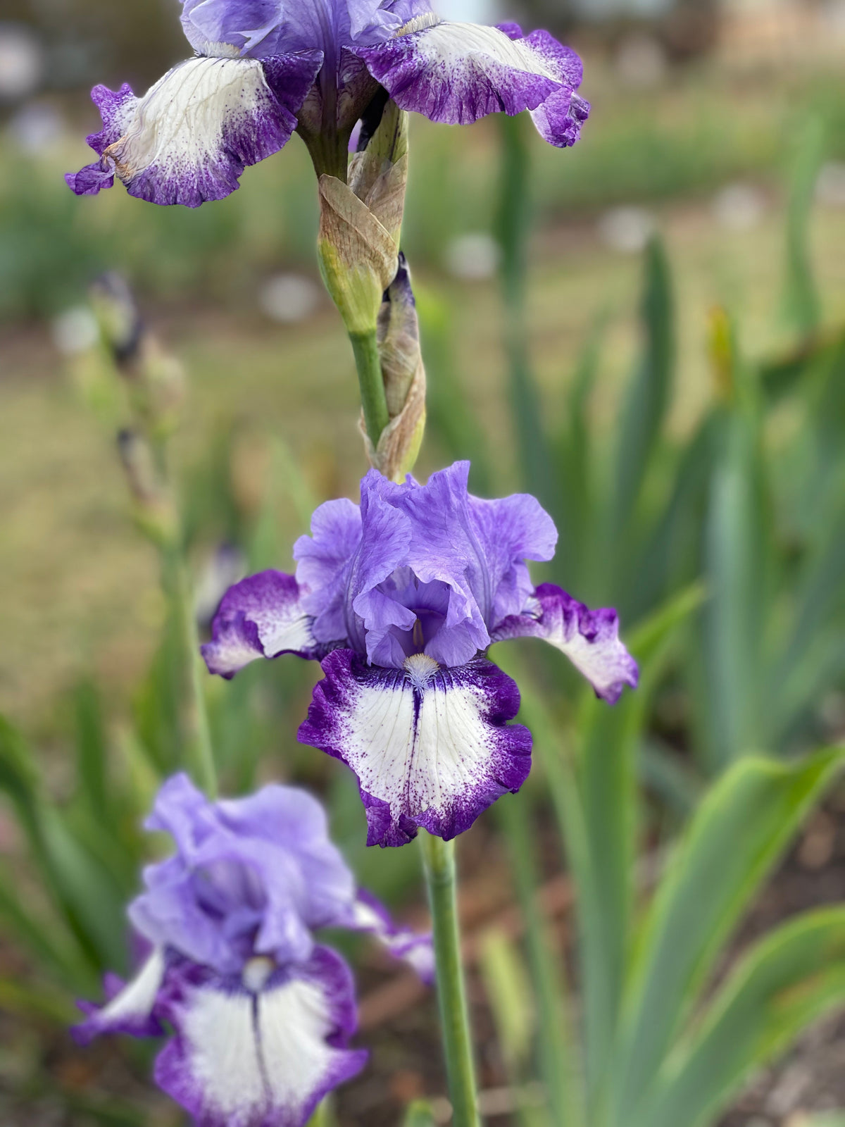 Excite Me - Tall Bearded Iris