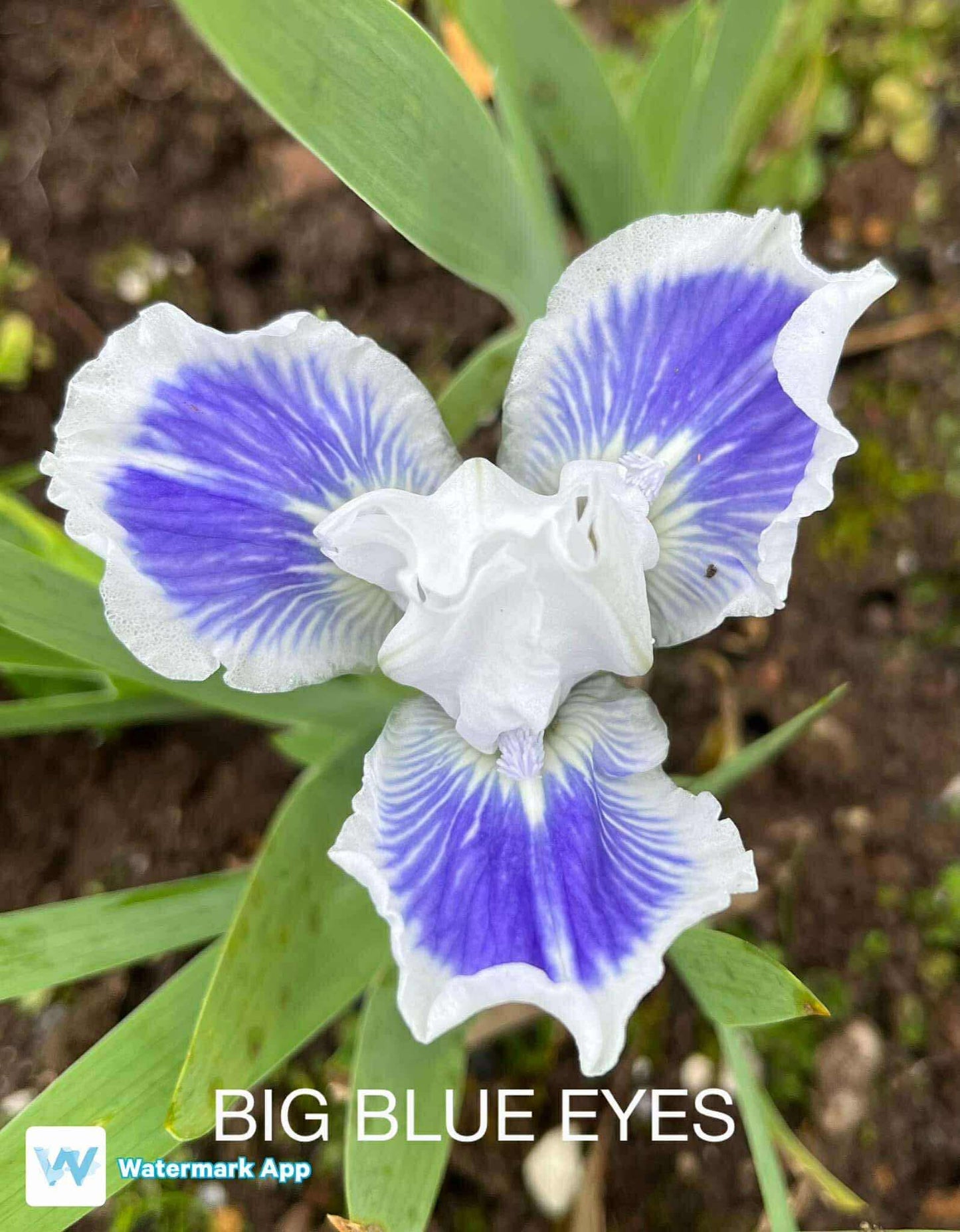 Big Blue Eyes - Dwarf Bearded Iris
