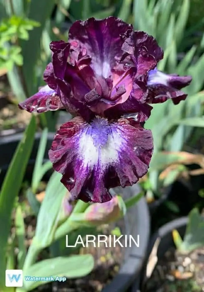 Larrikin - Dwarf Bearded Iris Sunshine Iris Nursery
