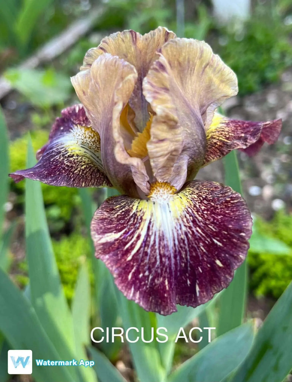 Circus Act - Dwarf Bearded Iris Sunshine Iris Nursery