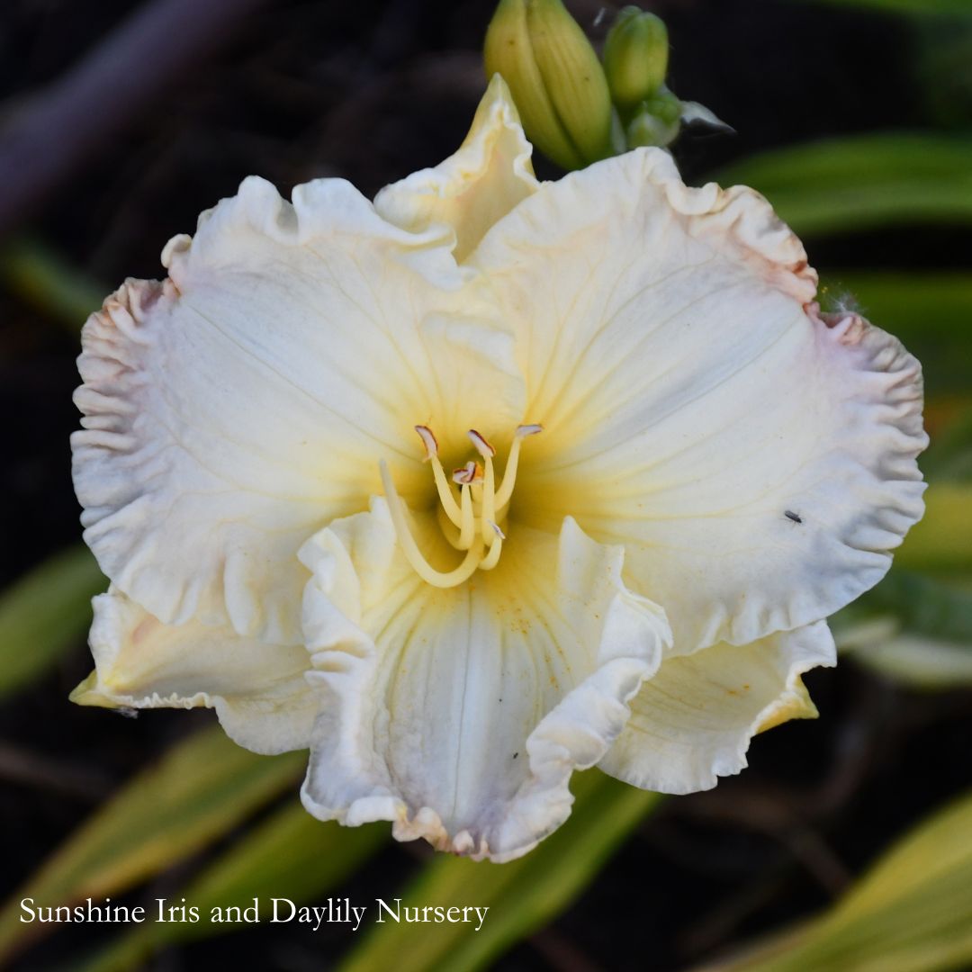 Fancy Border - Large Daylily