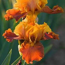 Fit The Bill - Tall Bearded Iris