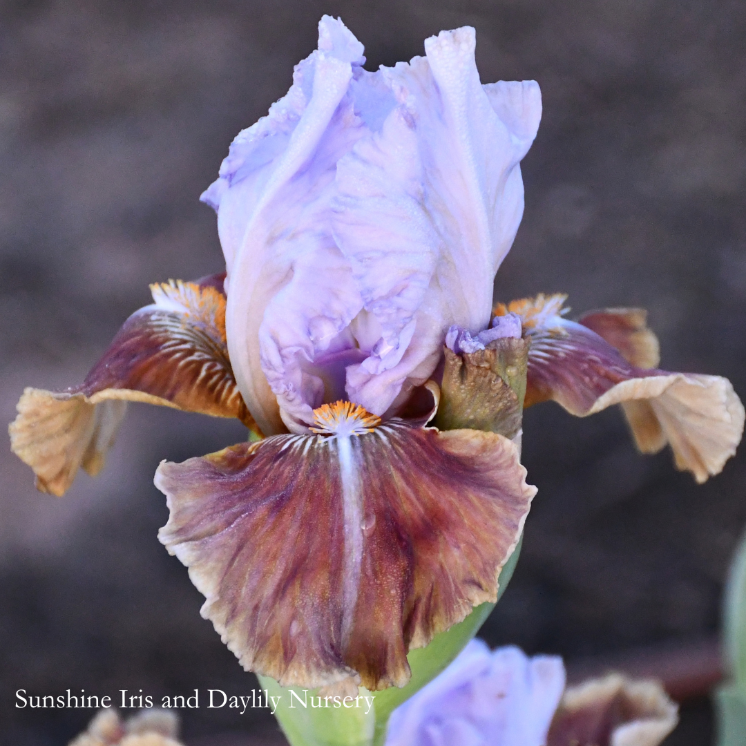 Flying Pomegranate - Intermediate Bearded Iris