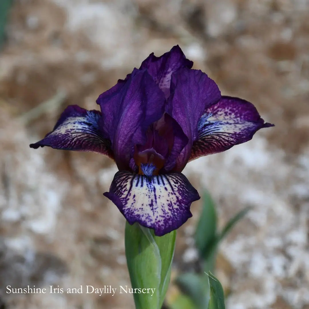 For Fun - Dwarf Bearded Iris Sunshine Iris Nursery