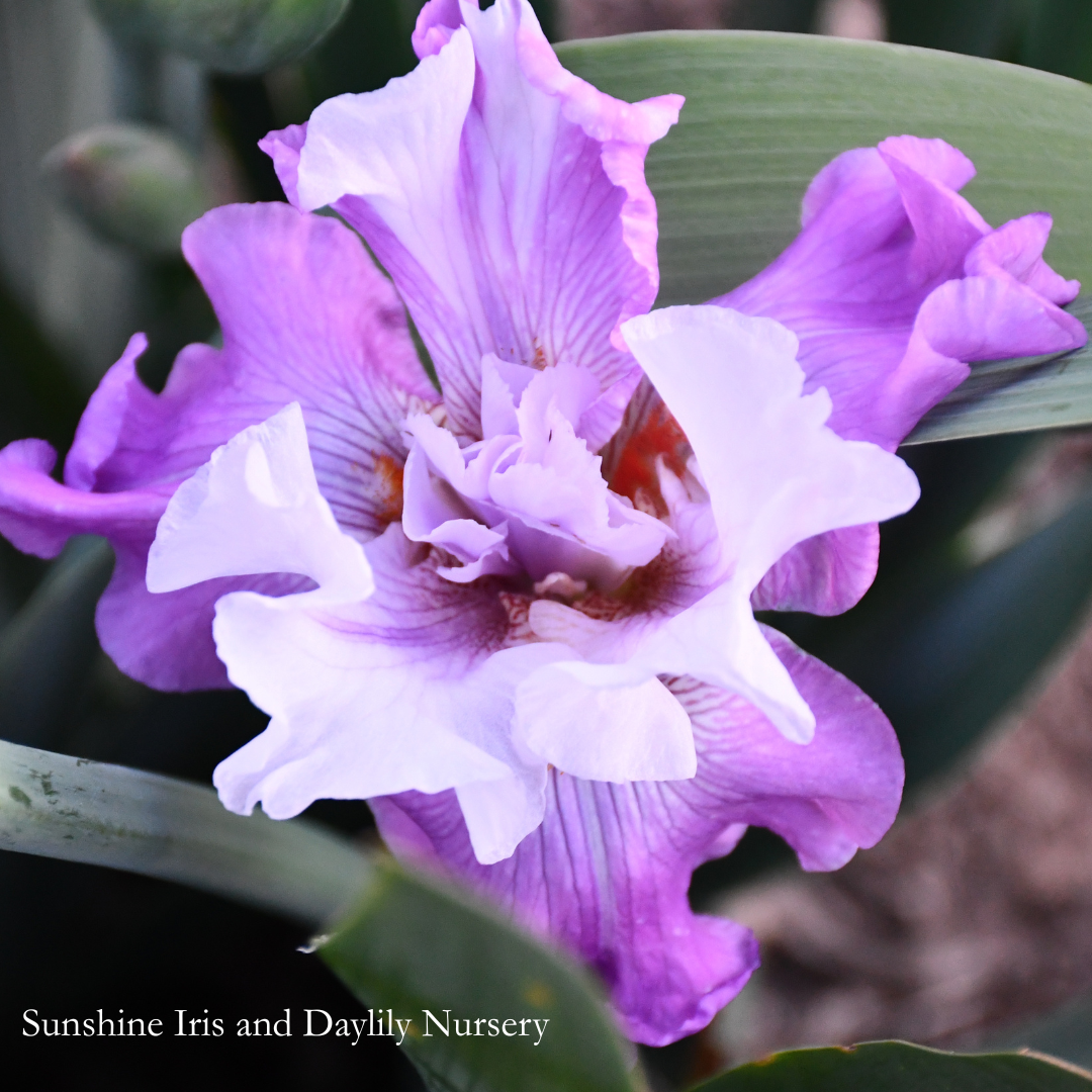 Full Disclosure - Tall Bearded Iris