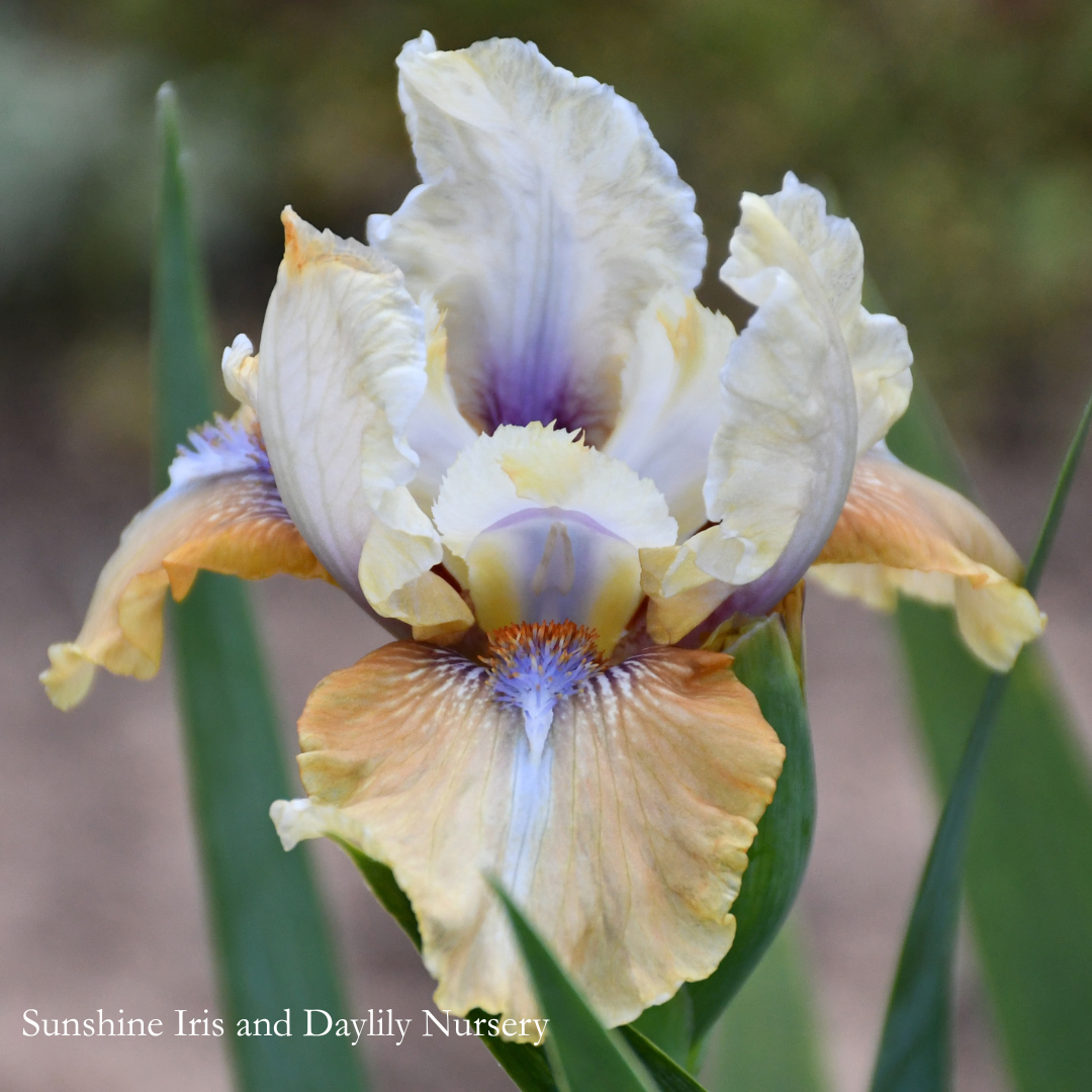 Gentle Riot - Intermediate Bearded Iris