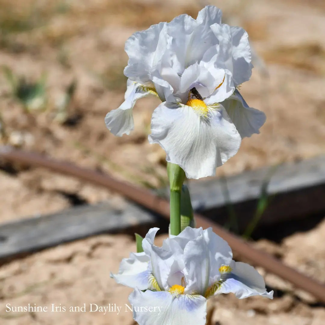 Grindelwald - Intermediate Bearded Iris Sunshine Iris Nursery