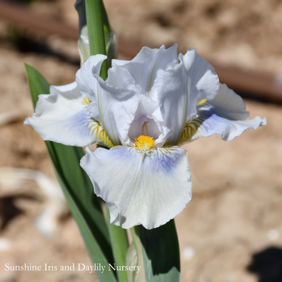 Grindelwald - Median Bearded Iris