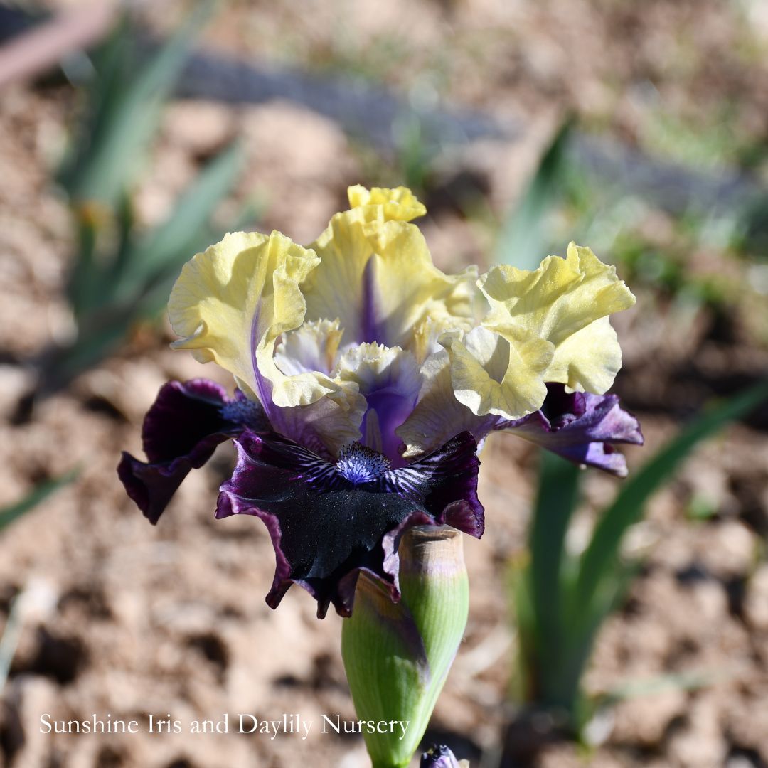 I'm Wicked - Median Bearded Iris