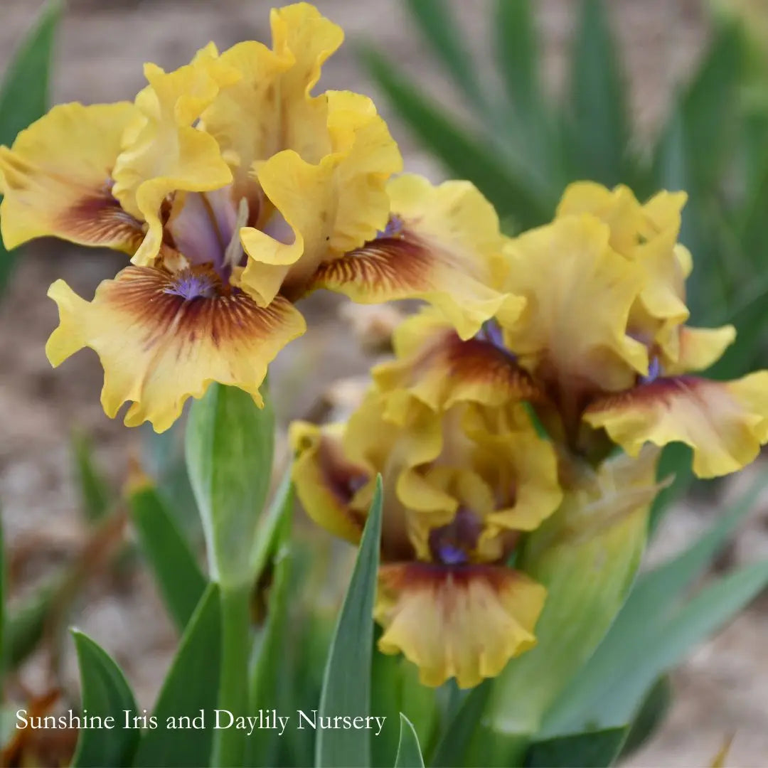 Jollience - Dwarf Bearded Iris Sunshine Iris Nursery