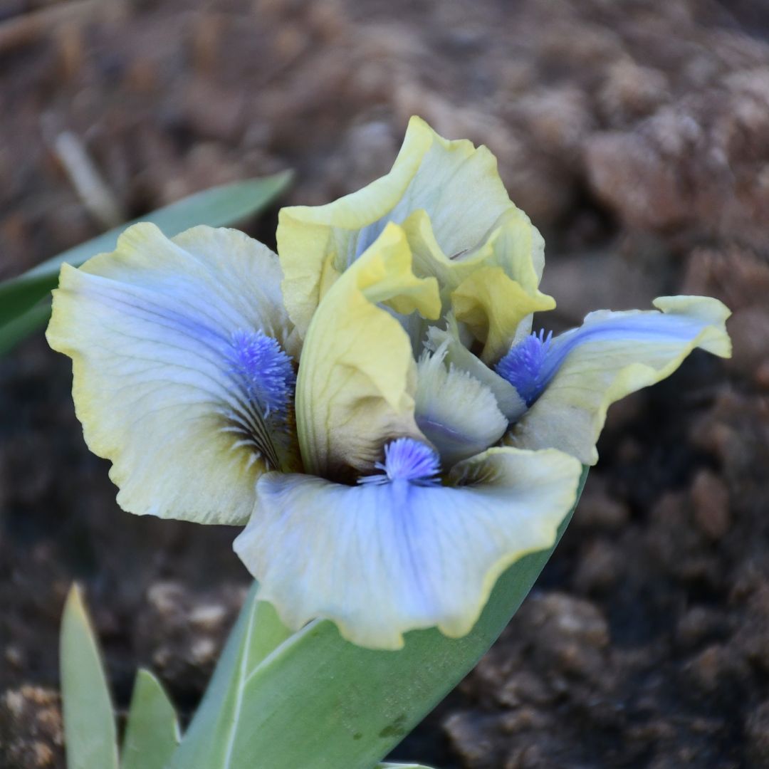 Just a Kid - Dwarf Bearded Iris Sunshine Iris Nursery
