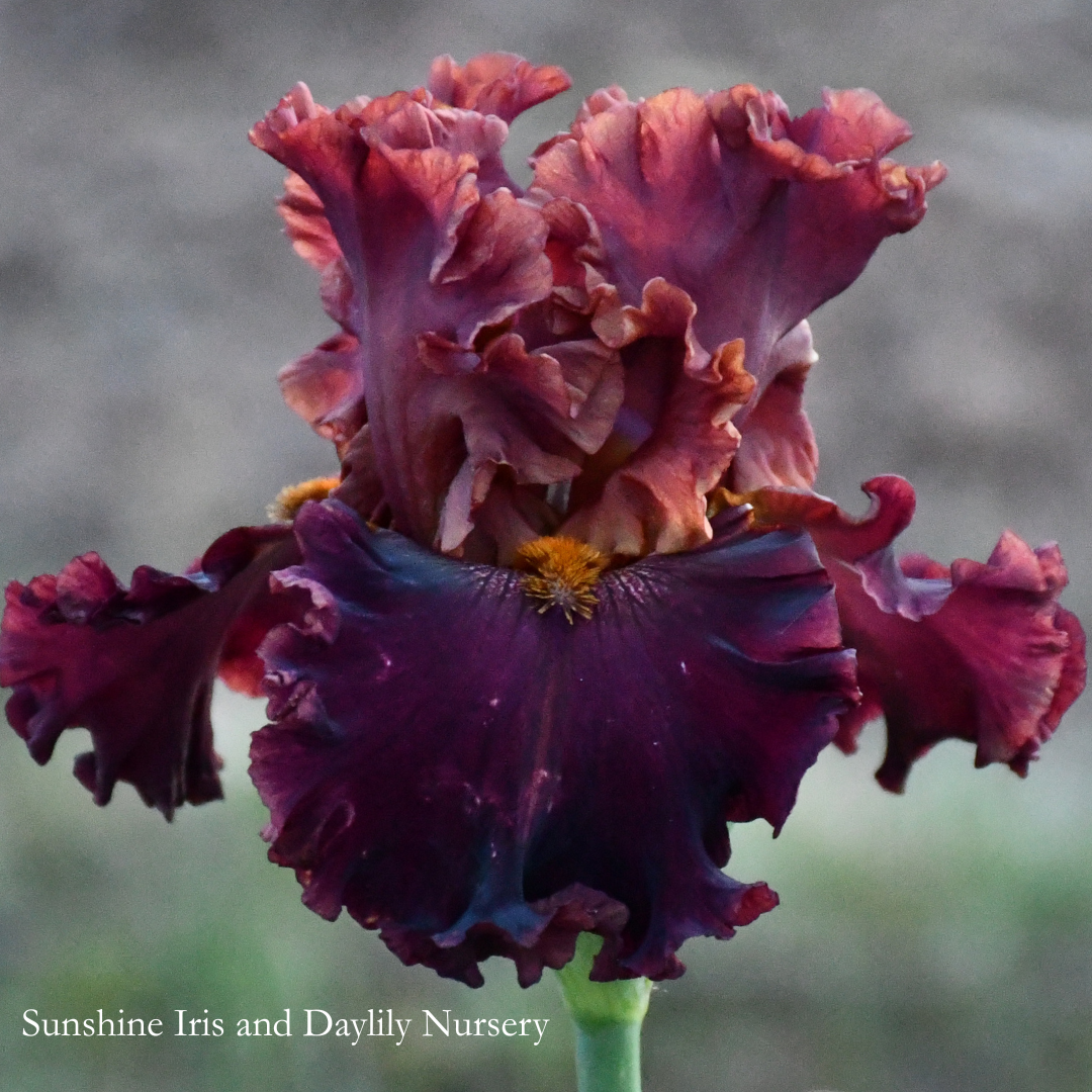 Kathy's Love - Tall Bearded Iris
