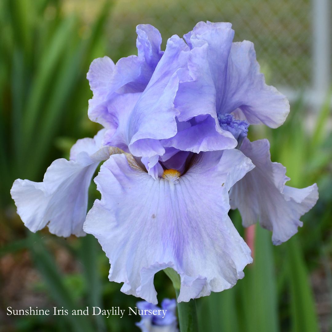 Lavender Park - Tall Bearded Iris Sunshine Iris Nursery