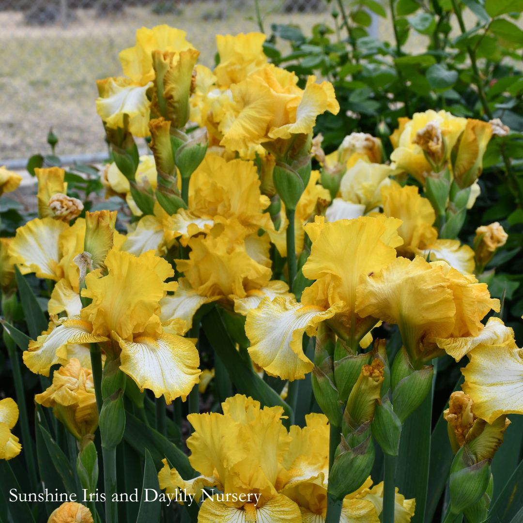 Light Beam - Tall Bearded Iris