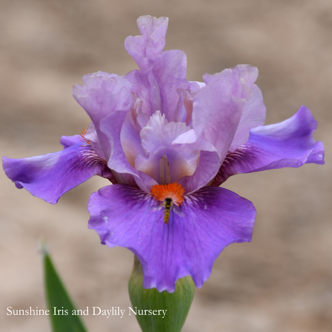Magic Pulse - Intermediate Bearded Iris
