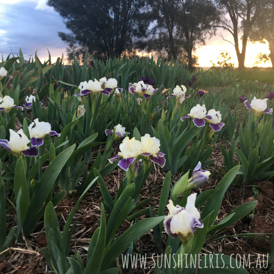 Making Eyes - Dwarf Bearded Iris
