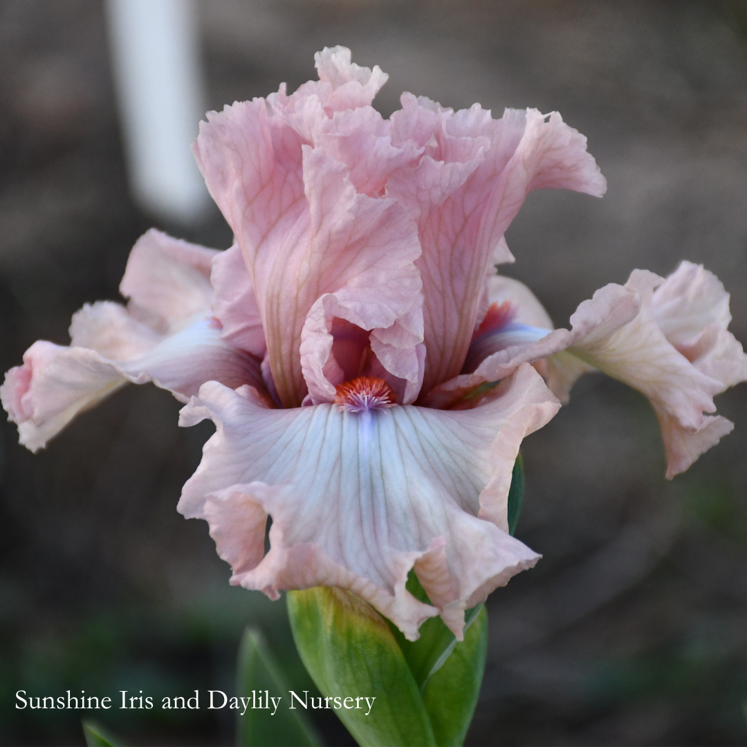 Marital Bliss - Tall Bearded Iris