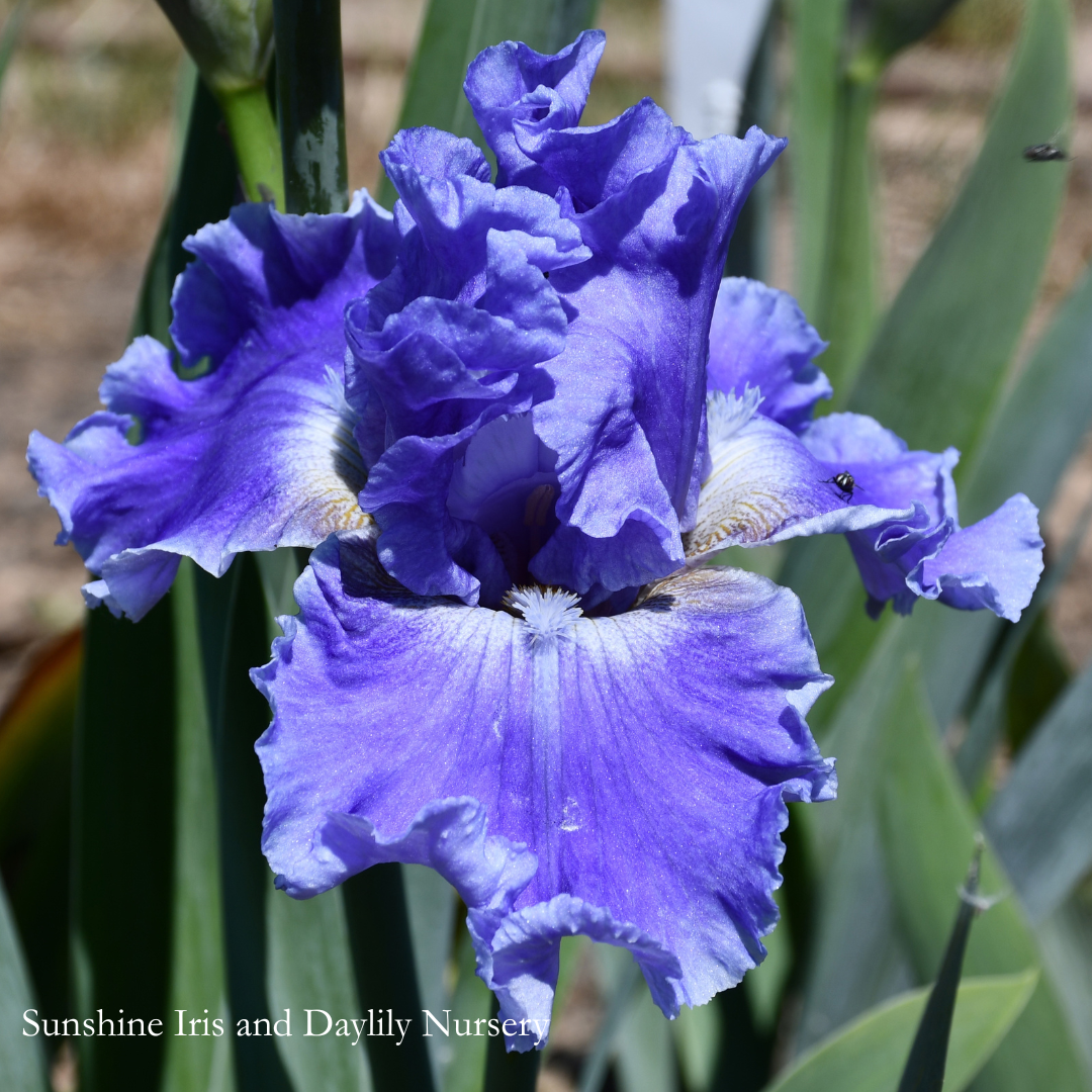 Nordic Lover - Tall Bearded Iris