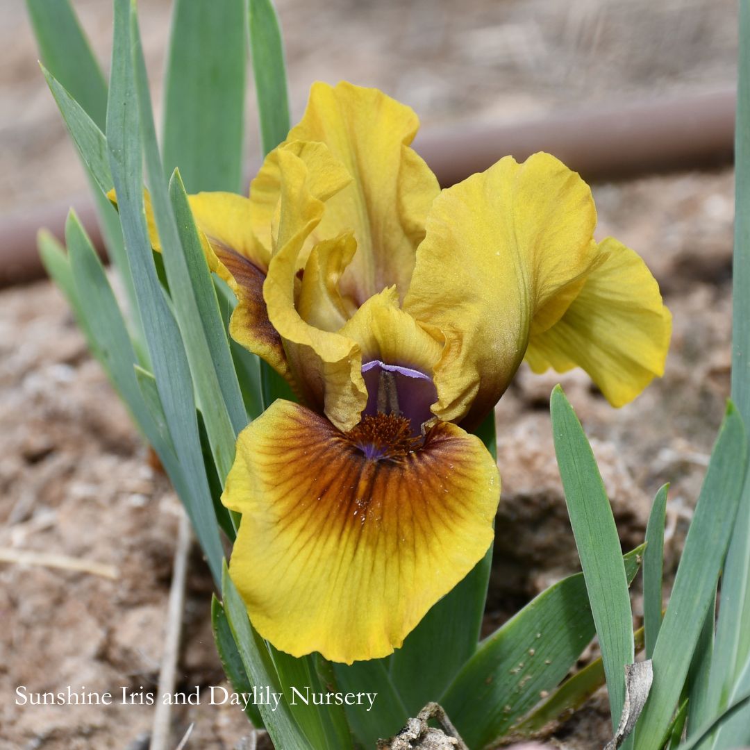 Olives and Umber - Dwarf Bearded Iris Sunshine Iris Nursery