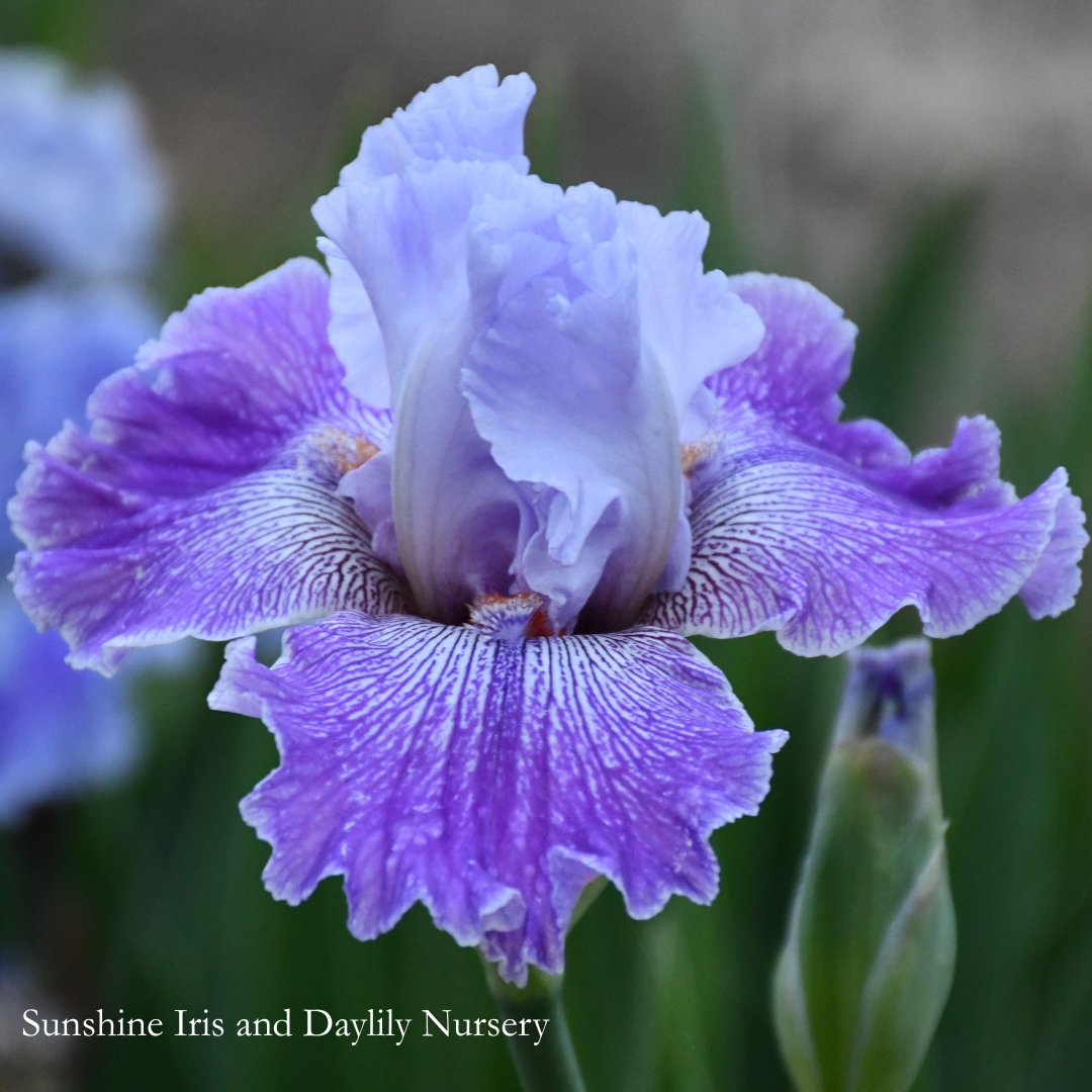 Oraculum - Tall Bearded Iris