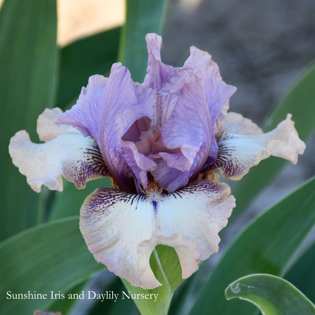 Palaver - Intermediate Bearded Iris Sunshine Iris Nursery