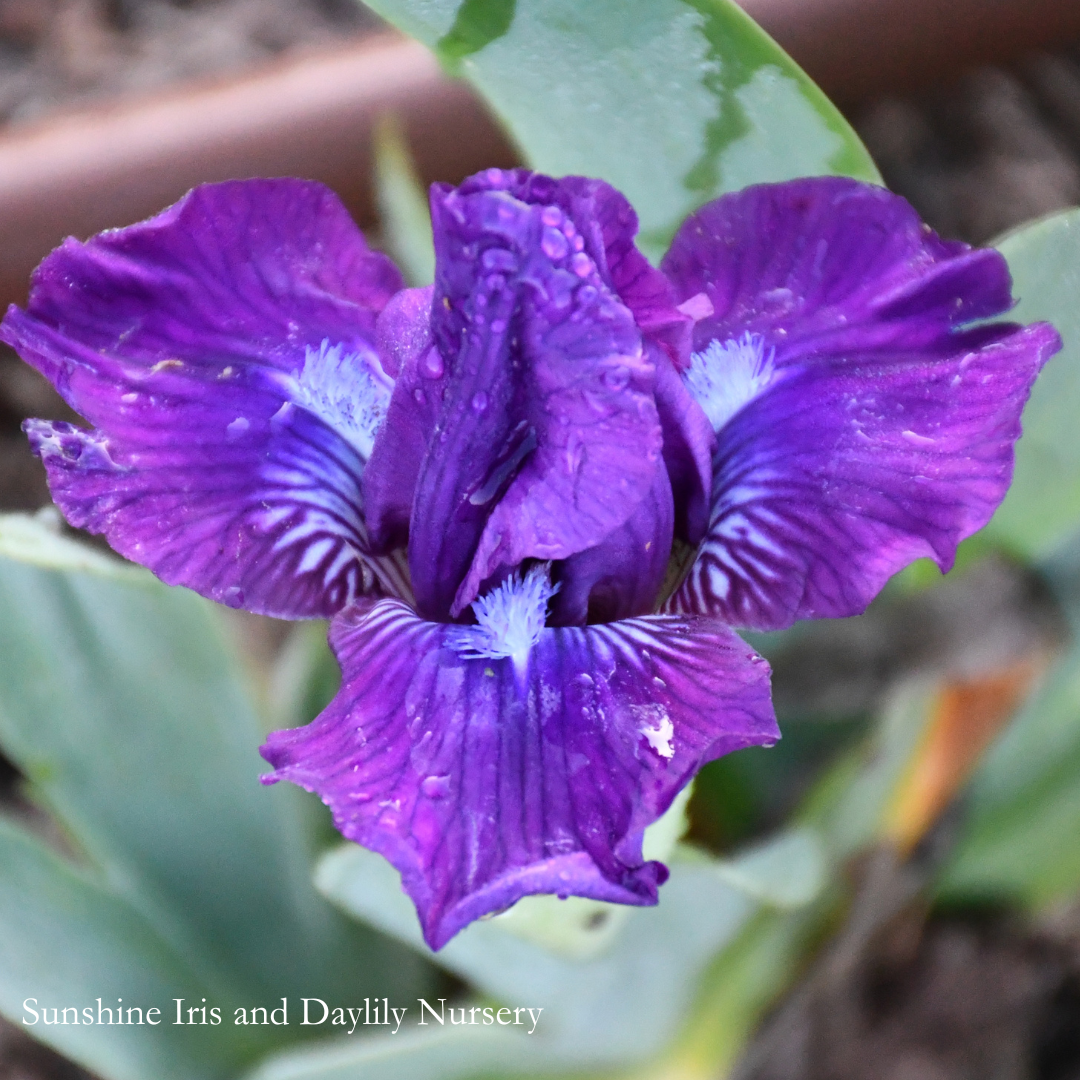Pixie Peacock - Dwarf Bearded Iris