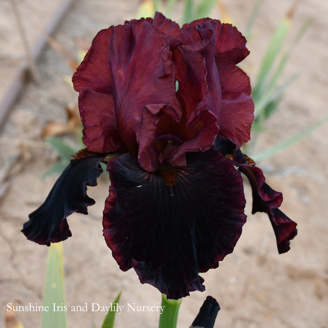 Plasma - Intermediate Bearded Iris