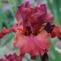 Pop Star - Tall Bearded Iris Sunshine Iris Nursery