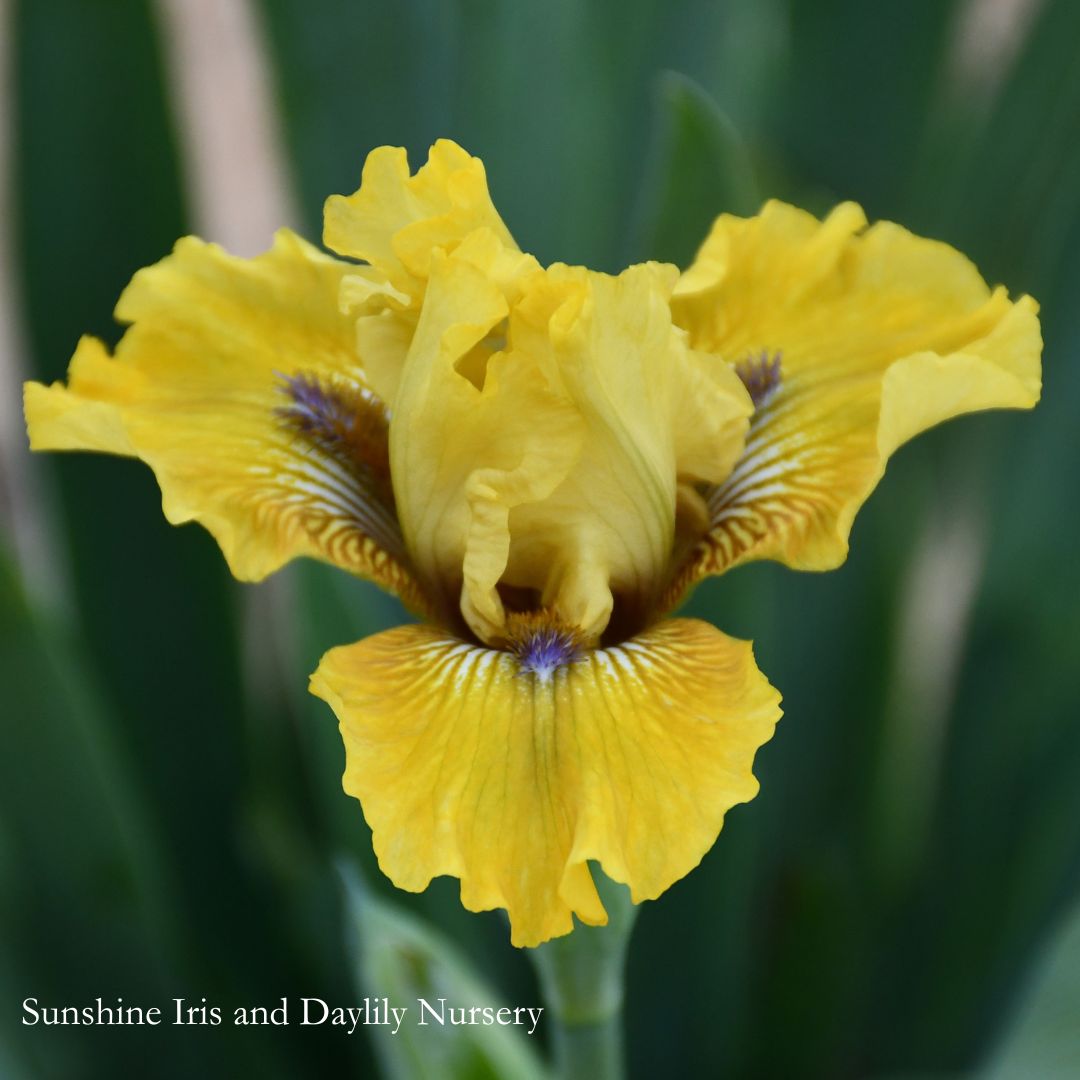 Prowl - Intermediate Bearded Iris Sunshine Iris Nursery
