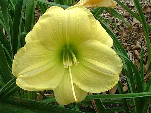 Pure Bliss - Large Daylily Sunshine Iris Nursery