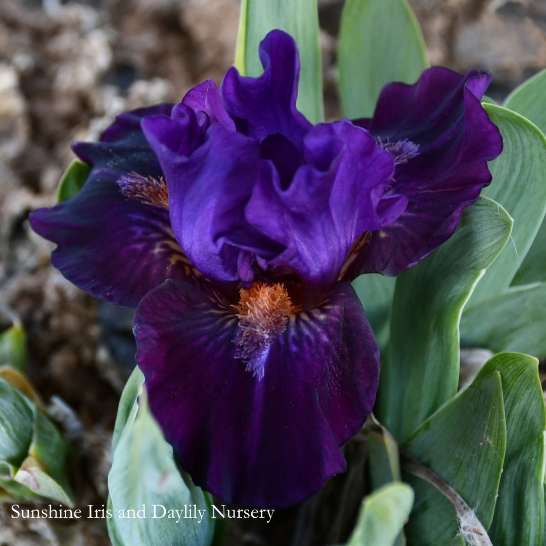 Queen of Darkness - Dwarf Bearded Iris Sunshine Iris Nursery