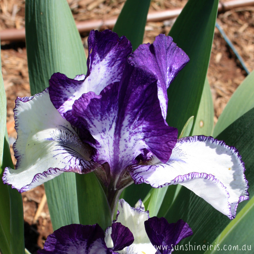 Rare Edition - Intermediate Bearded Iris