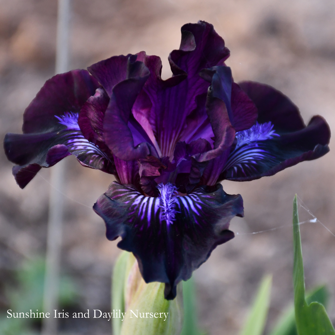 Razzle - Dwarf Bearded Iris