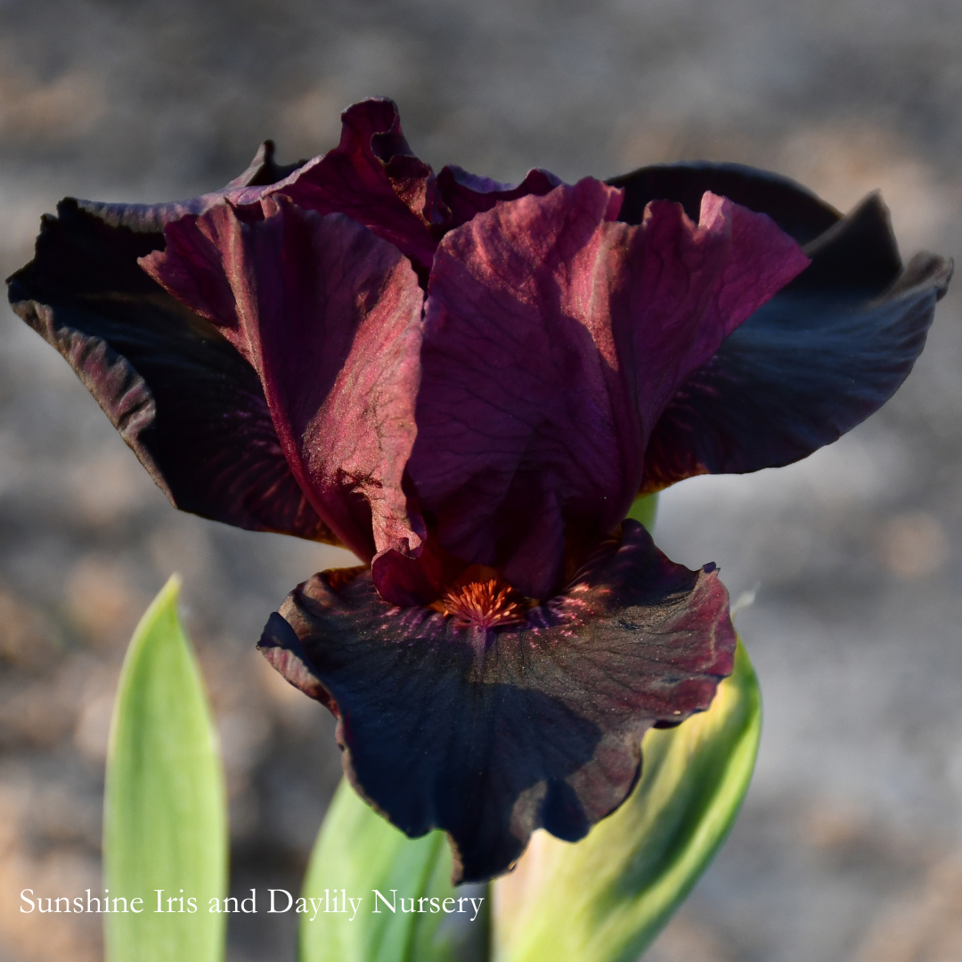 Sangria - Intermediate Bearded Iris