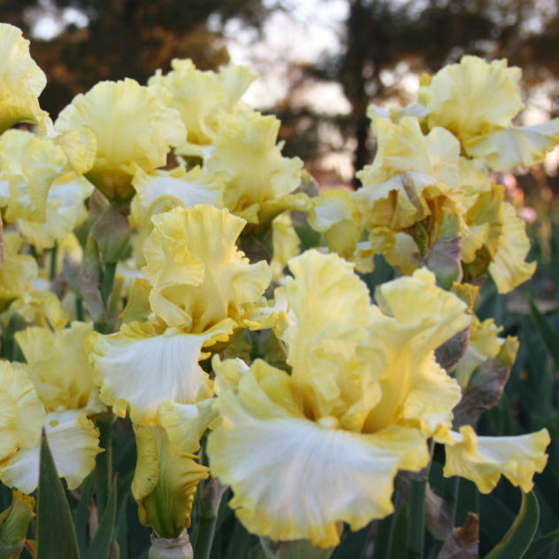 Tall Iris Special - 10 Unlabelled tall bearded irises