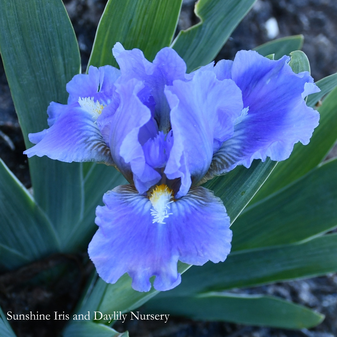 Sky of Blue - Dwarf Bearded Iris