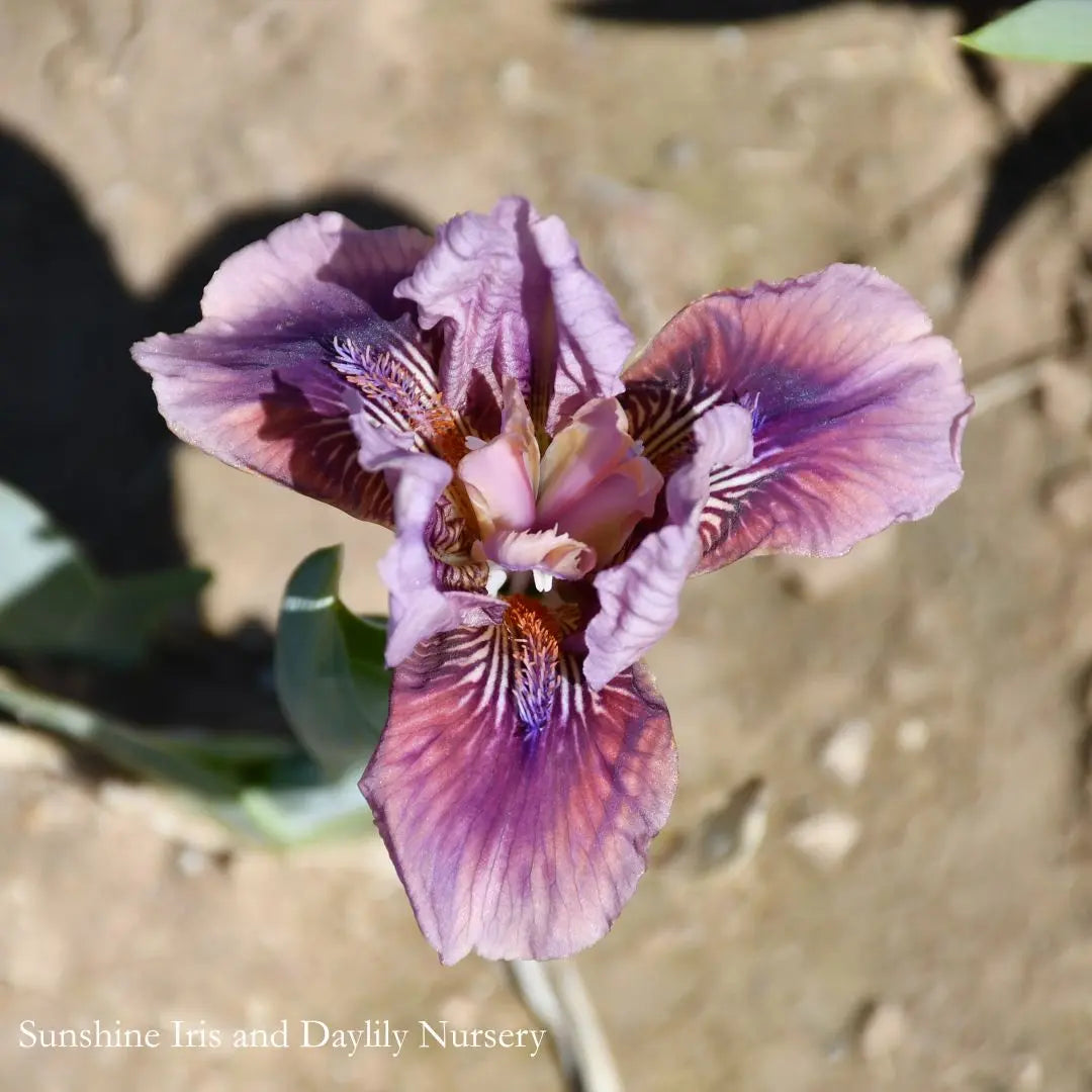 Smoky Imp - Dwarf Bearded Iris Sunshine Iris Nursery