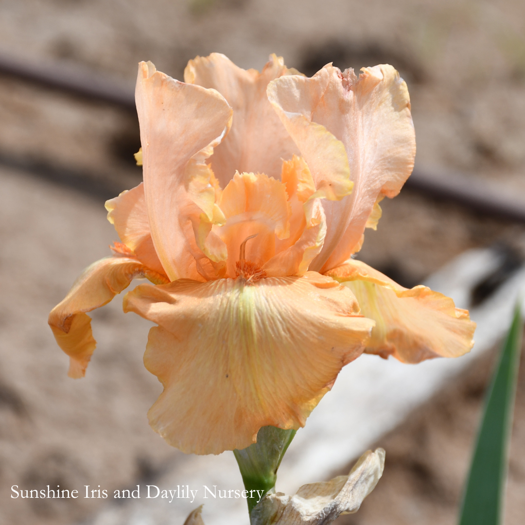 Sneak Preview - Tall Bearded Iris