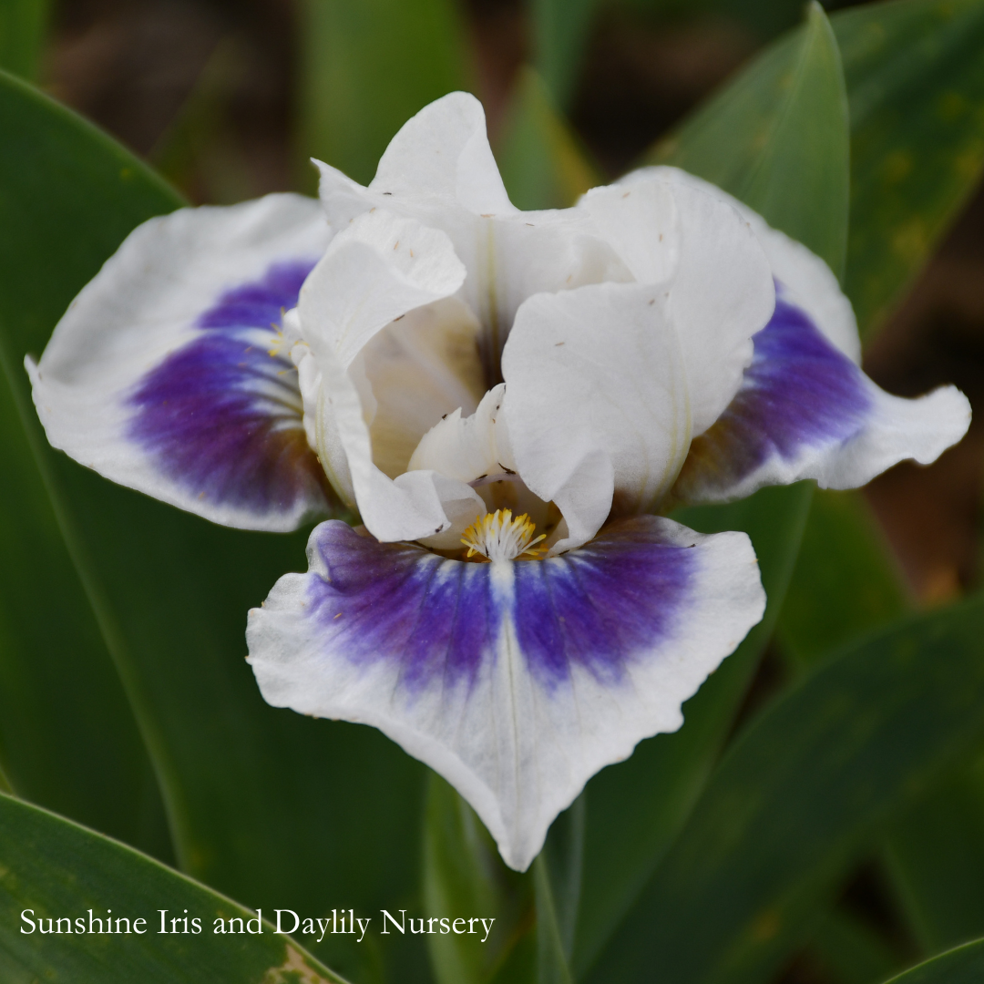 Stop and Stare - Dwarf Bearded Iris