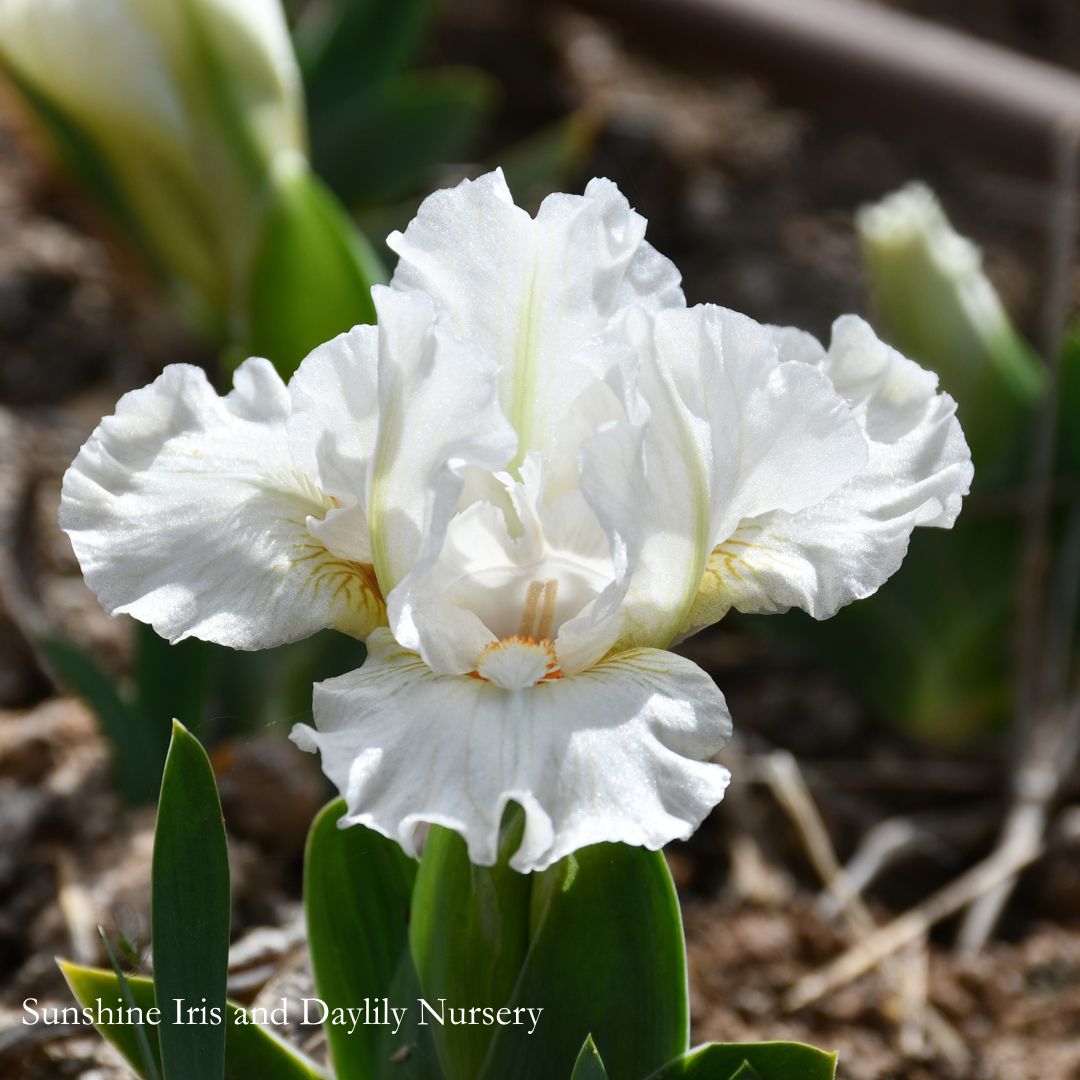 Total Denial - Dwarf Bearded Iris Sunshine Iris Nursery