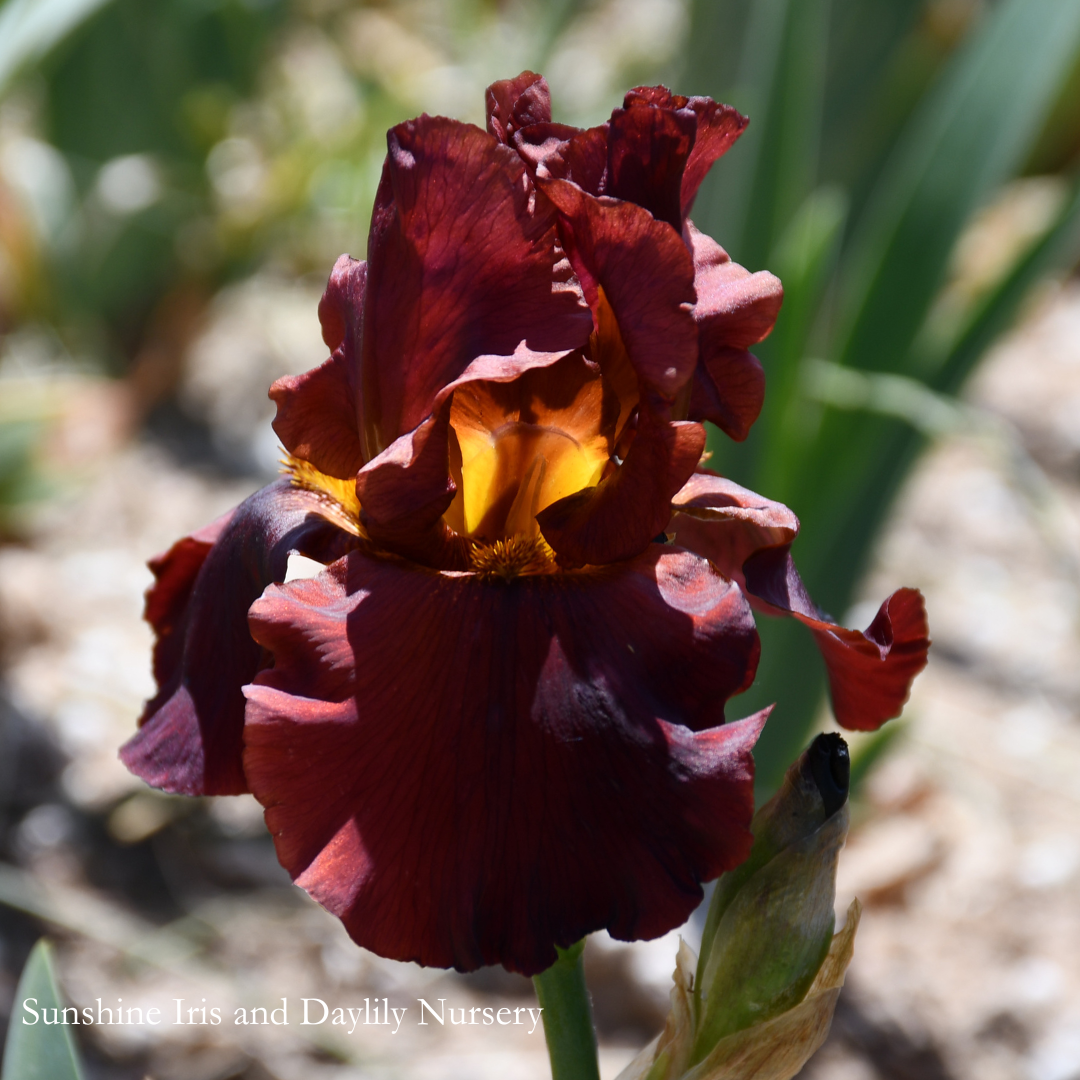 War Chief - Tall Bearded Iris