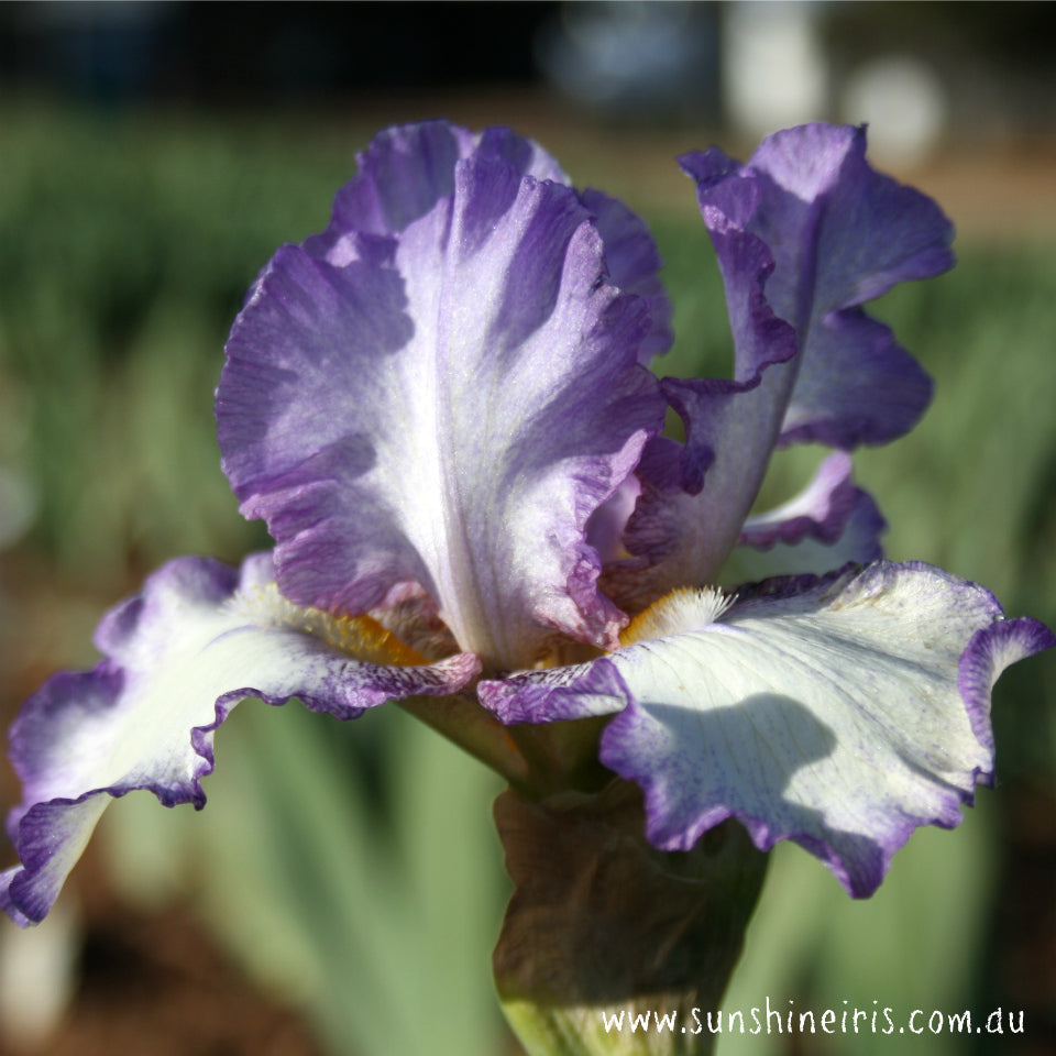 Willandra - Tall Bearded Iris