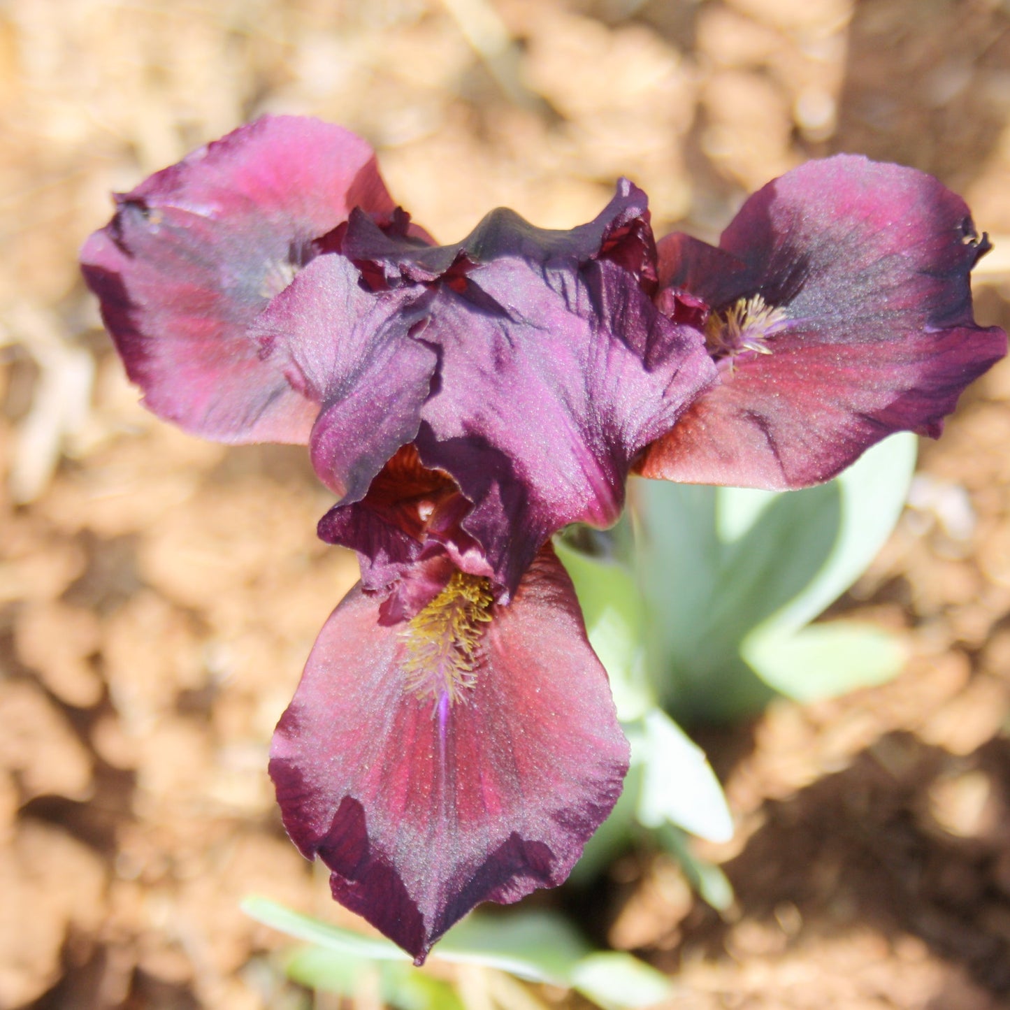 Wine Light - Dwarf Bearded Iris