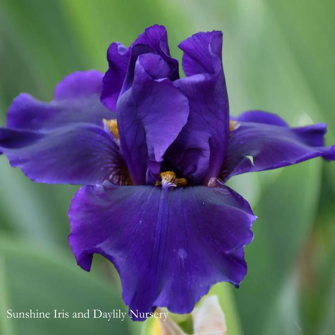 Witches Sabbath - Tall Bearded Iris Sunshine Iris Nursery